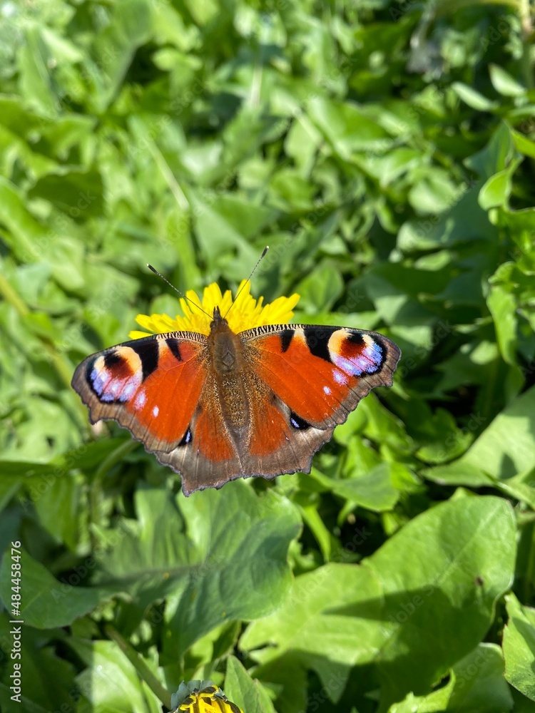 butterfly on a flower butterfly on a flower
