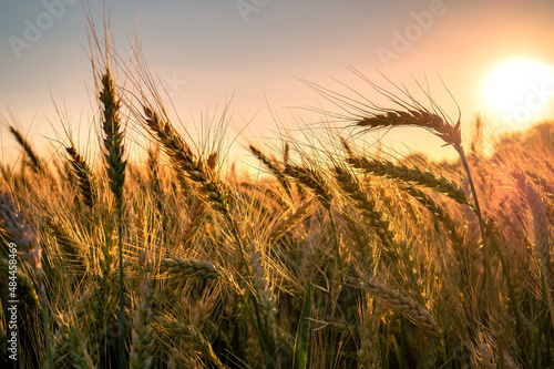 Wheat field. Close up of golden wheat ears. Beautiful rural Nature Sunset Landscape. Background of ripening ears of wheat field. Rich Harvest Concept. Label art design