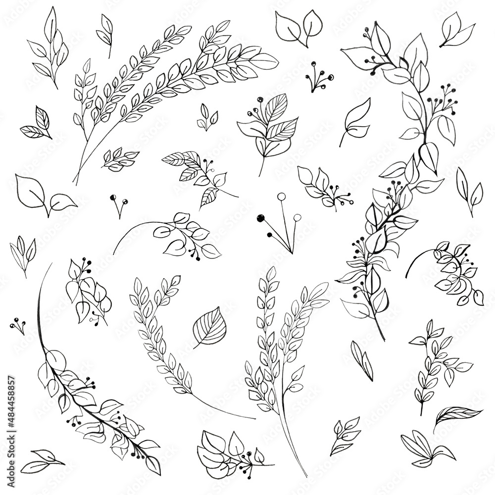 Hand-drawn in black ink set of various branches and leaves on a white background Hand-drawn in black ink set of various branches and leaves on a white background