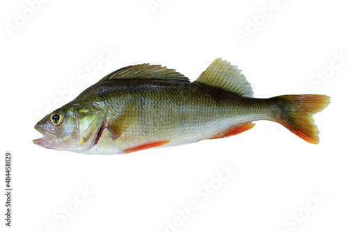 Freshwater fish isolated on white background closeup.