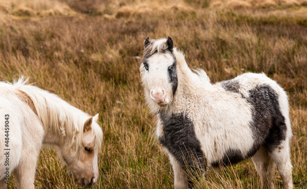 Fototapeta premium Welsh Mountain Ponies in Brecon Beacons National Park