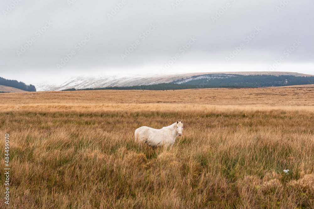 Fototapeta premium Welsh Mountain Ponies in Brecon Beacons National Park