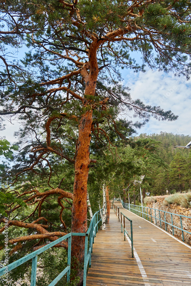 walking and cycling paths in the forest walking and cycling paths in the forest