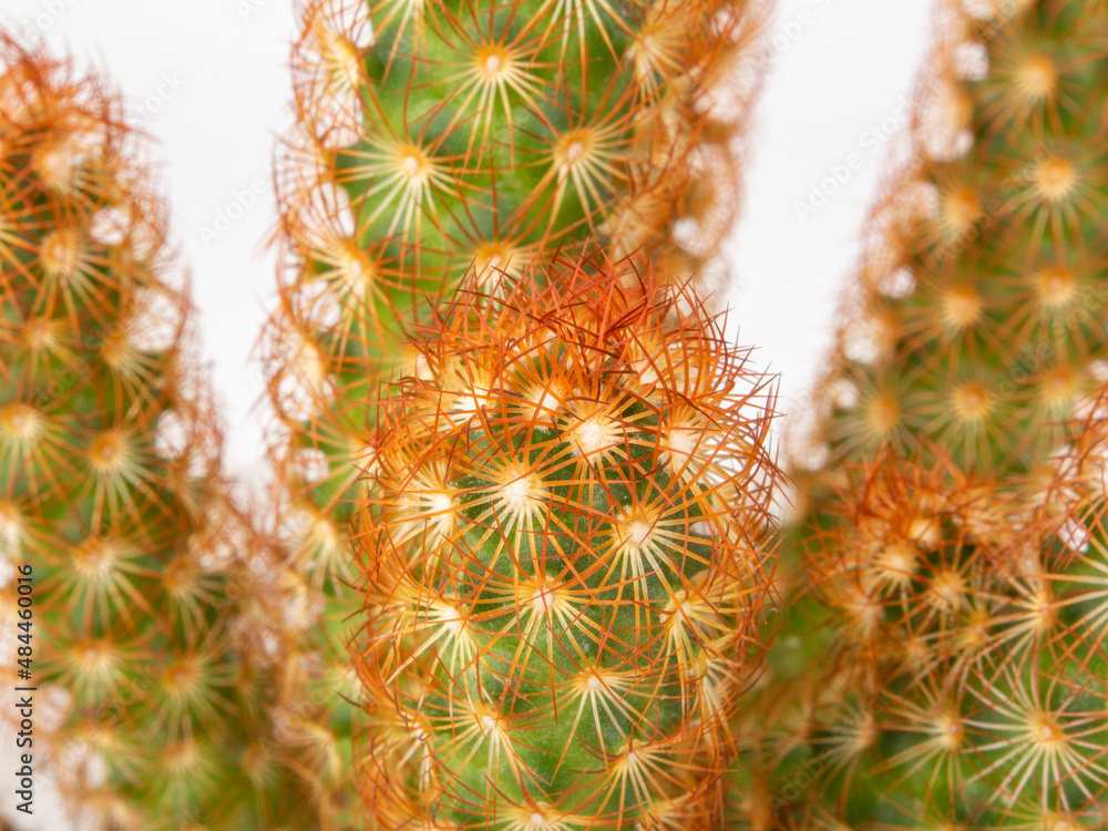 selective focus Mammillaria elongate cactus selective focus Mammillaria elongate cactus