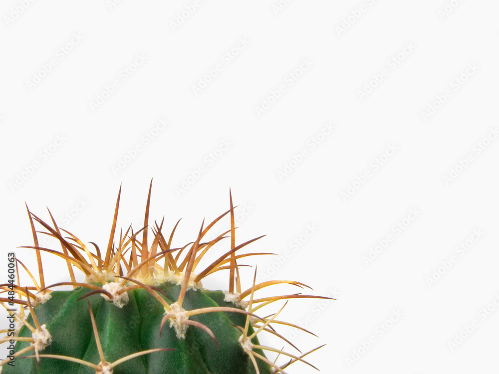 Melocactus head on the corner of white background Melocactus head on the corner of white background