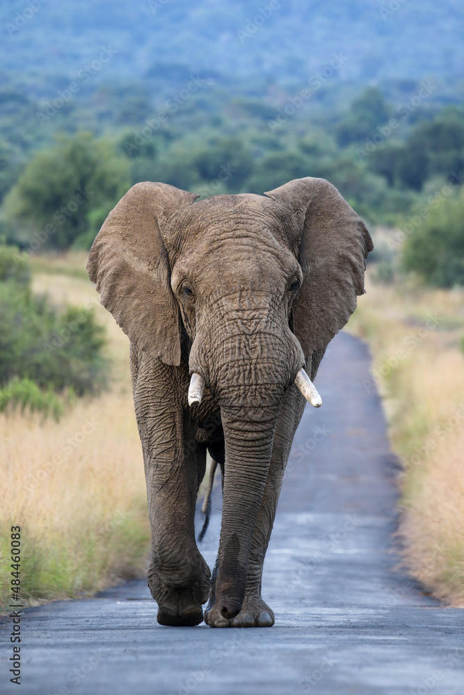 Africa Elephant, Pilanesberg National Park