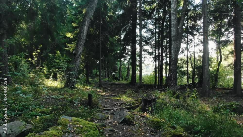 Cinematic video of a forest path with stones and tree roots in a dense thicket of the forest and the rays of the sun breaking through the foliage Cinematic video of a forest path with stones and tree roots in a dense thicket of the forest and the rays of the sun breaking through the foliage