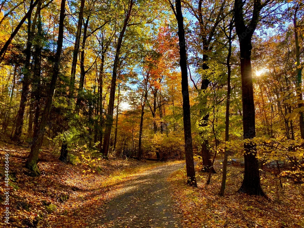 Naklejka premium autumn in the park