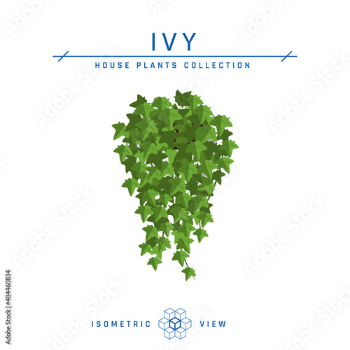 Pot ivy isometric icon in flat style, vector