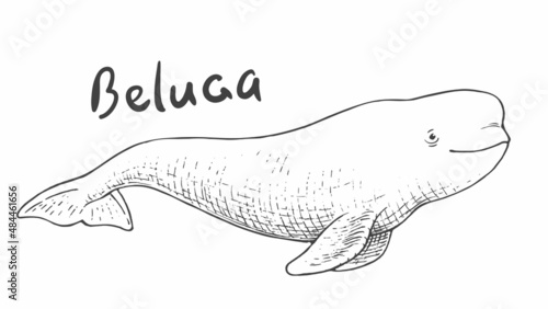 Foto Whale beluga isolated on white background