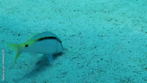 Red Sea goatfish (Parupeneus forsskali) slowly swims over the sandy bottom, digging the sand with antennae in search of food, close-up. photo