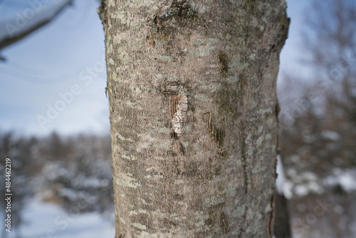 Spotted Lanternfly (Lycorma delicatula) egg mass half covered with a snowy background in Pennsylvania (Bucks County) on a tree