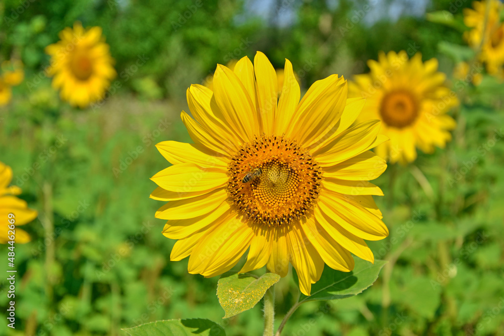 Close-up of field with bright yellow sunflowers against blue sky and bees at work. Close-up of field with bright yellow sunflowers against blue sky and bees at work.