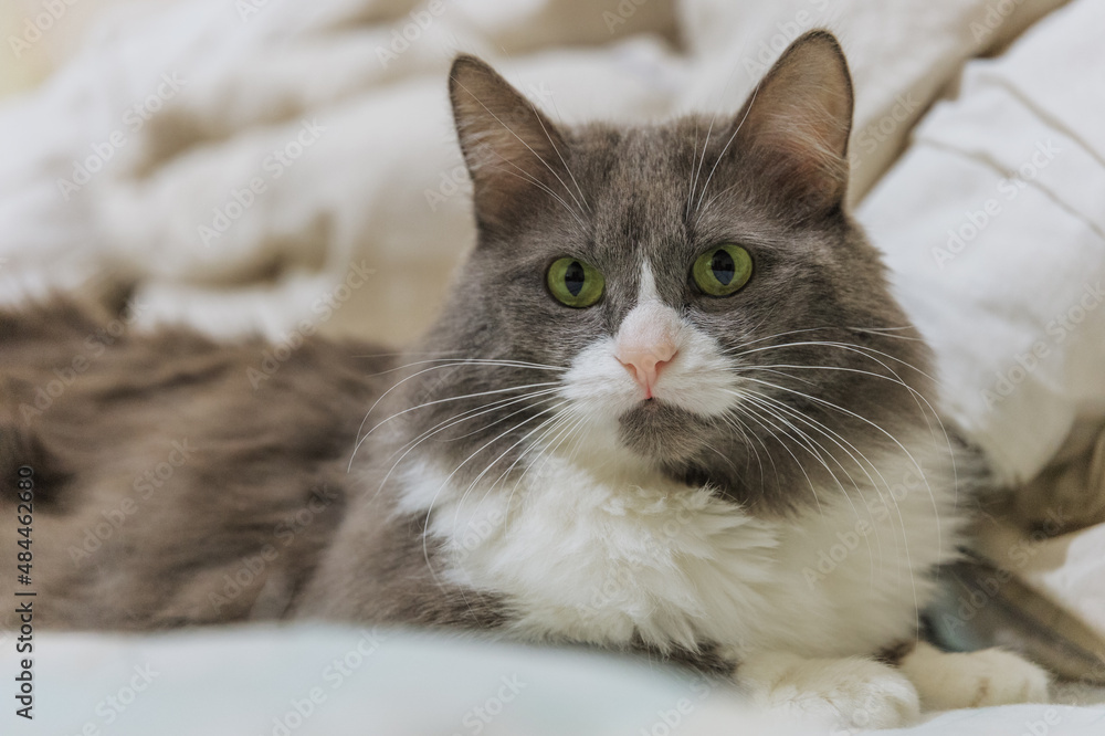 Fluffy cat lying on sofa