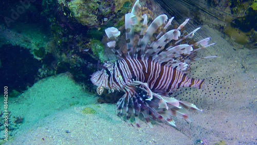 The red Common Lionfish (Pterois volitans) slowly wiggles its fins near a coral reef, close-up. photo