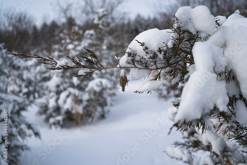 Pine trees covered in heavy snow after a snowstorm with a bagworm casing hanging on it
