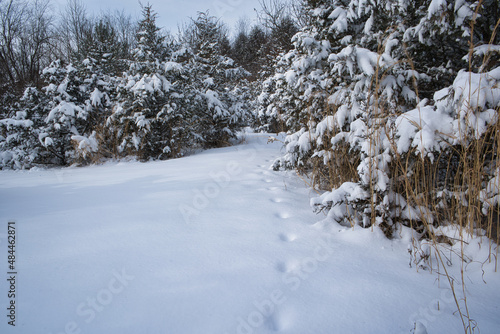 snow covered trees in winter with animal tracks left in the snow