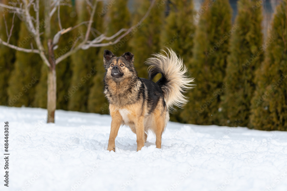 Fluffy brown dog stands on the snow near the ball and looks up Fluffy brown dog stands on the snow near the ball and looks up
