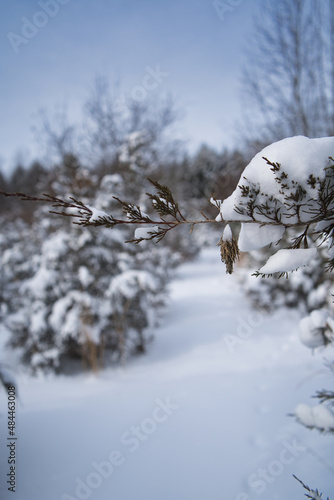 Pine trees covered in heavy snow after a snowstorm with a bagworm casing hanging on it - shot vertically