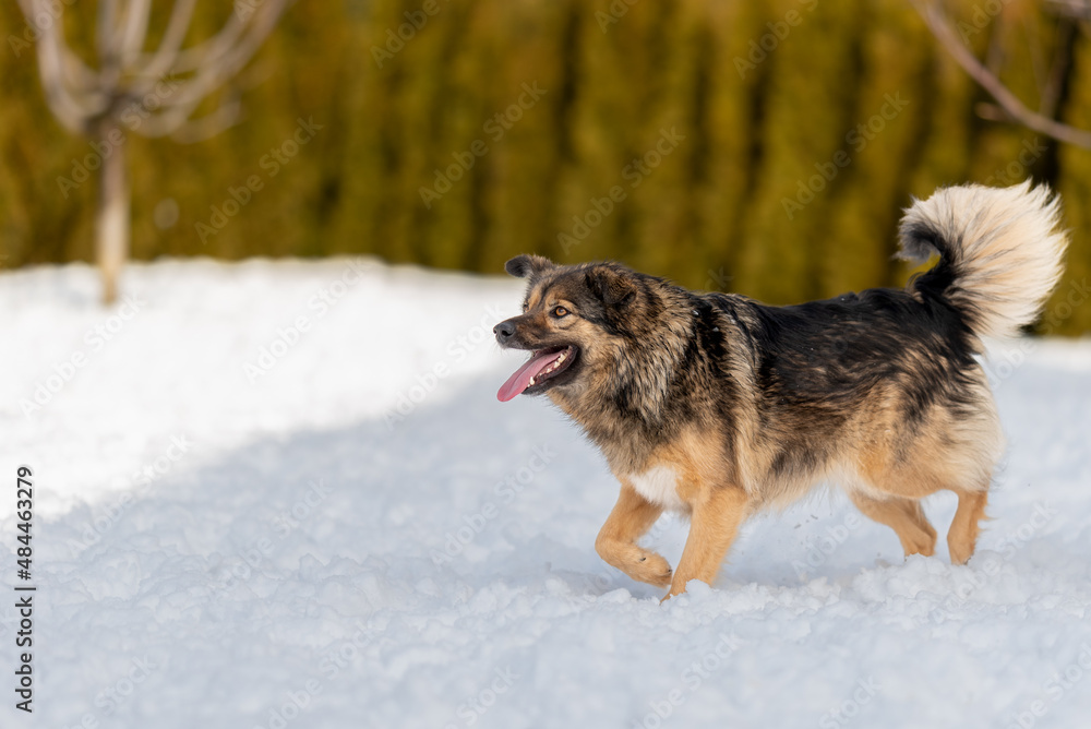A fluffy mongrel with a chic fluffy tail walks through the snow A fluffy mongrel with a chic fluffy tail walks through the snow