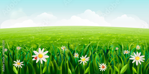 horizontal daisies field landscape. green Summer scene with white flowers, grass. sunny idyllic realistic spring background with daisies, green meadows, rural fields, valleys. blue sky, fluffy clouds
