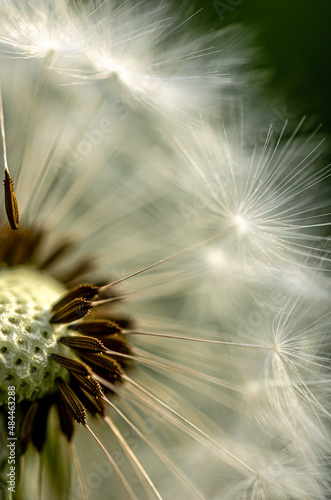 Pusteblume / Löwenzahn im Wind