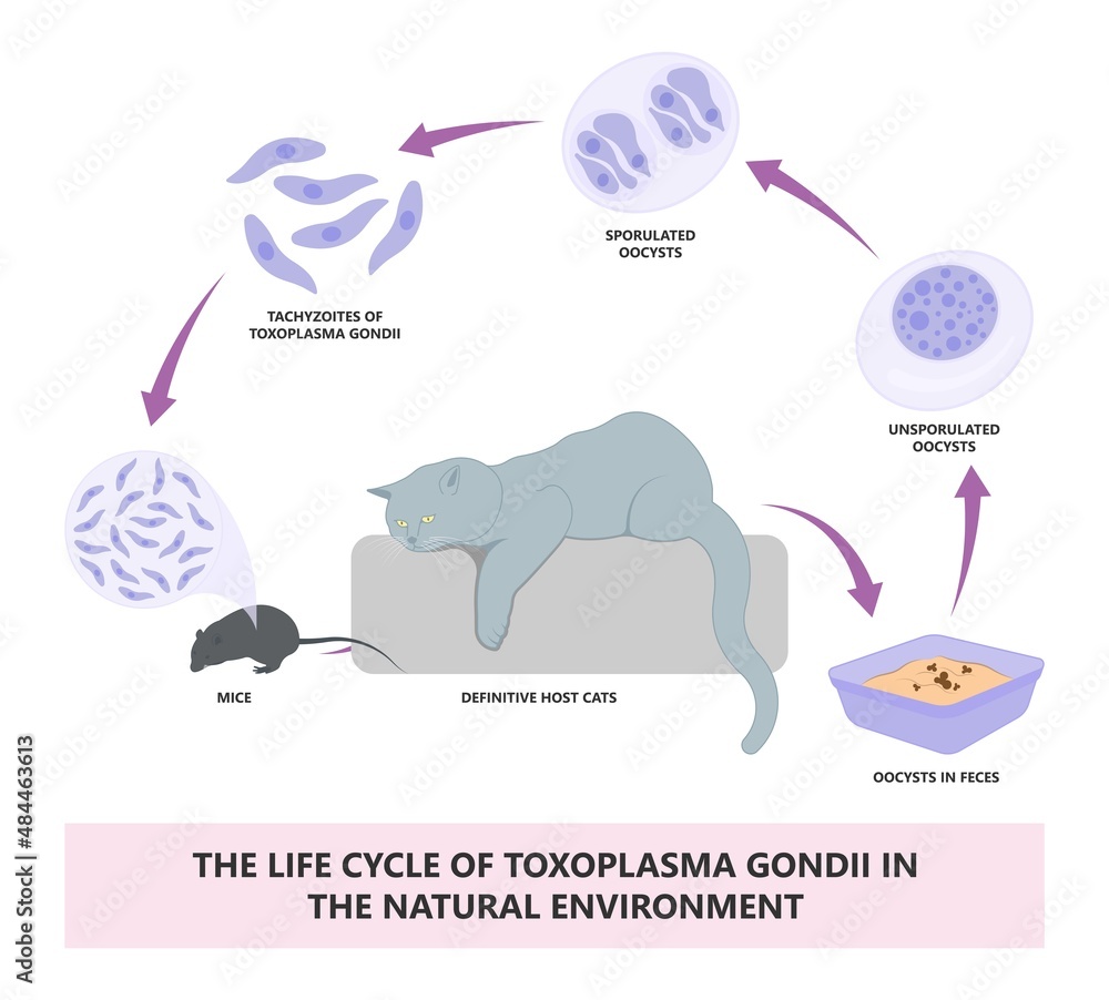 Toxoplasmosis cyst Fecal life cycle cat retina eye hiv aids mother