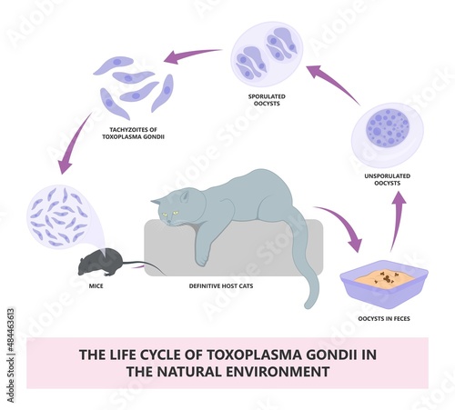 Toxoplasmosis cyst Fecal life cycle cat retina eye hiv aids mother child retina pet women animal faece poop fetal birth defect T. gondii poo meat pork virus fungi
