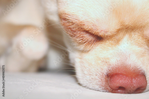 close up of a dog sleeping