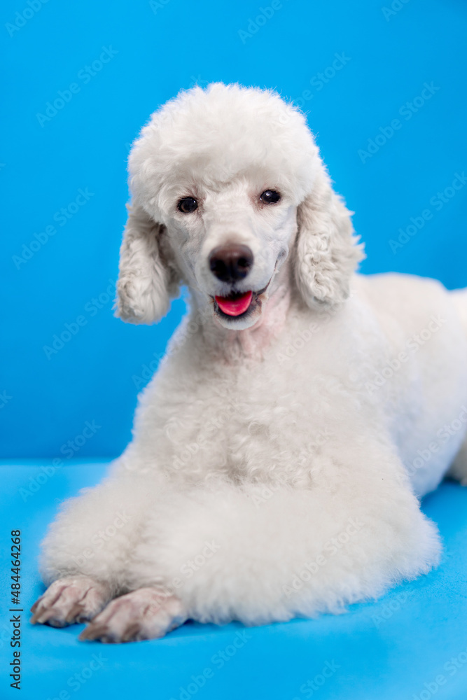portrait of a dog portrait of a dog