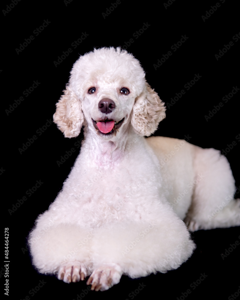 portrait of a dog portrait of a dog