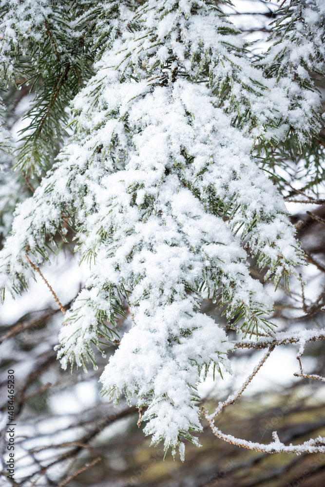 snow covered fir tree snow covered fir tree