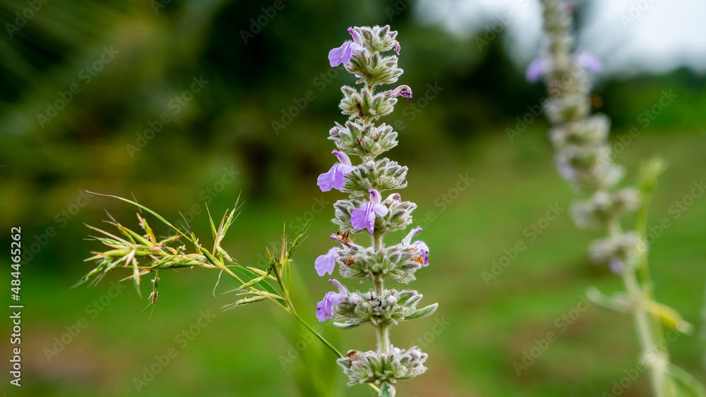 Stachys byzantina, the lamb's-ear or woolly hedgenettle, is a species of flowering plant in the mint family Lamiaceae, native to Armenia, Iran, and Turkey.