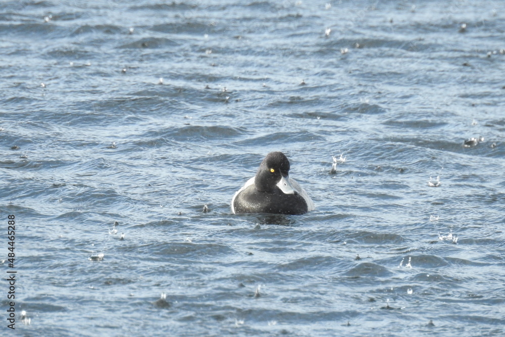A male lesser scaup duck swimming in a salt marsh on Whidbey Island, during a rain storm, Pacific Northwest, Washington State. A male lesser scaup duck swimming in a salt marsh on Whidbey Island, during a rain storm, Pacific Northwest, Washington State.