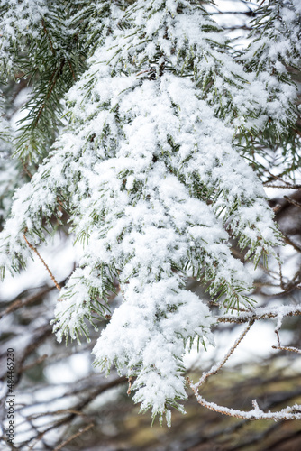 snow covered fir tree © Suzanne