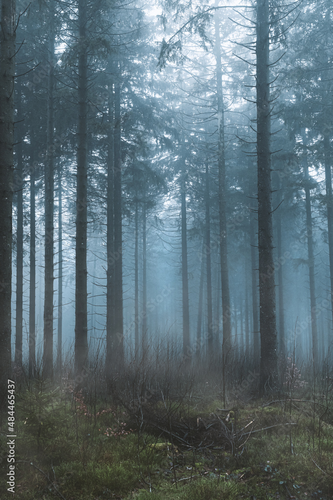 Obraz premium Wald im Nebel