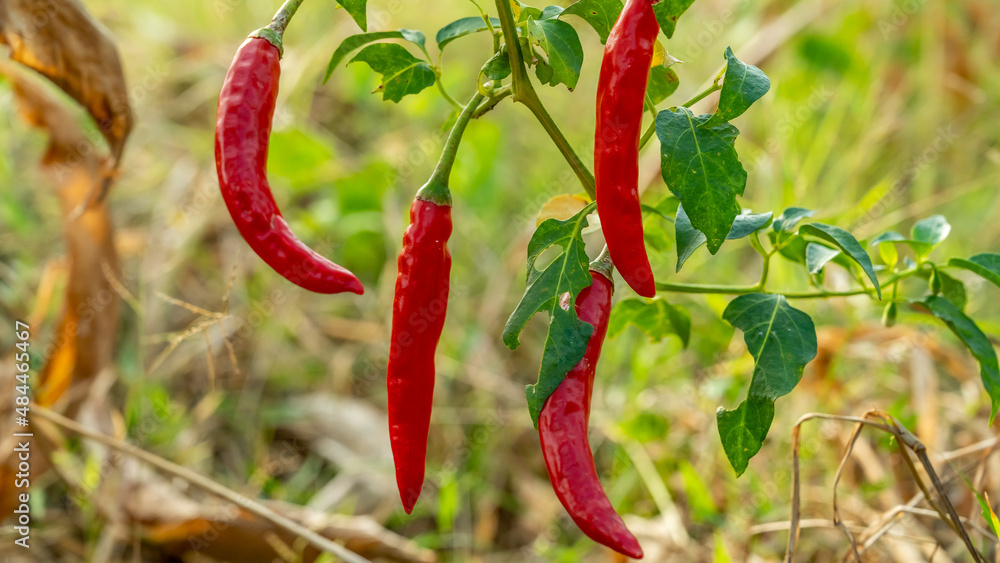 Chili peppers, from Nahuatl chīlli, are varieties of the berry-fruit of plants from the genus Capsicum, which are members of the nightshade family Solanaceae, cultivated for their pungency. Chili peppers, from Nahuatl chīlli, are varieties of the berry-fruit of plants from the genus Capsicum, which are members of the nightshade family Solanaceae, cultivated for their pungency.