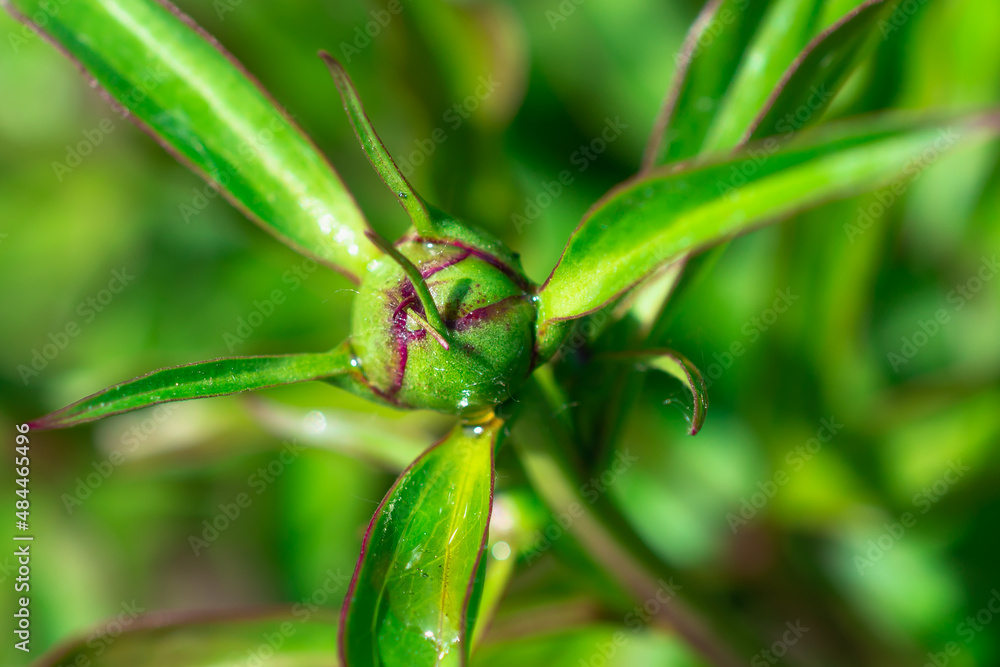 A bud of an emerging flower. Green leaves and bud. A bud of an emerging flower. Green leaves and bud.