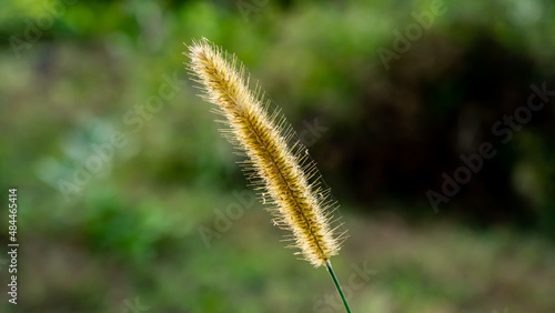 Cenchrus purpureus, synonym Pennisetum purpureum, also known as Napier grass, elephant grass or Uganda grass, is a species of perennial tropical grass.