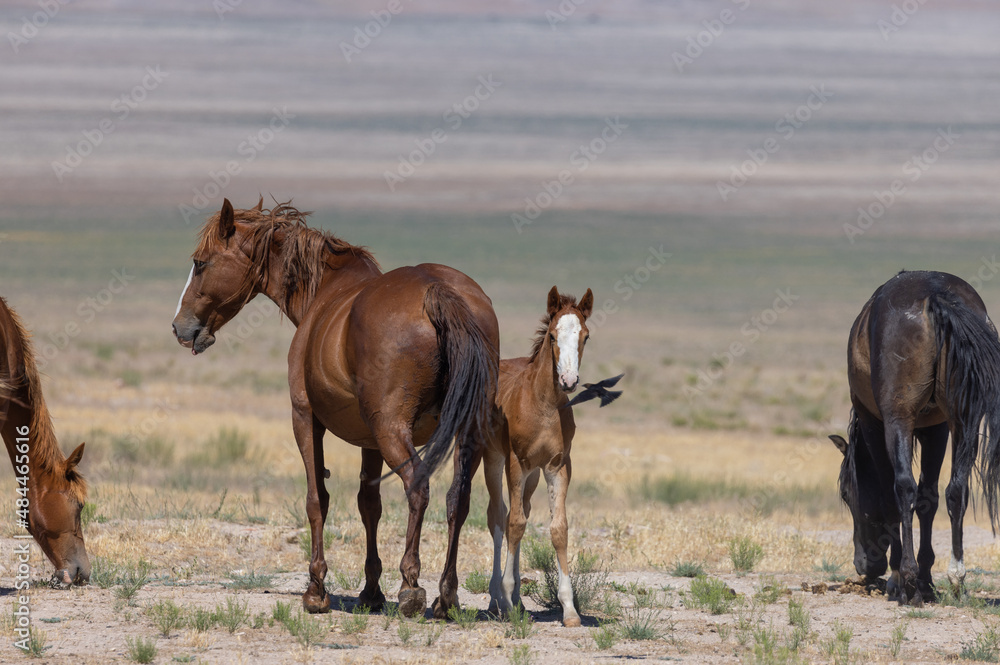 Herd of Wild Horses in the Utah Desert in Summer Herd of Wild Horses in the Utah Desert in Summer
