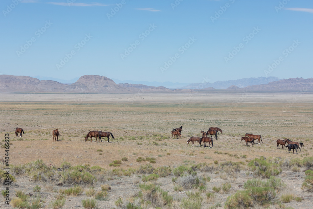 Herd of Wild Horses in the Utah Desert in Summer Herd of Wild Horses in the Utah Desert in Summer