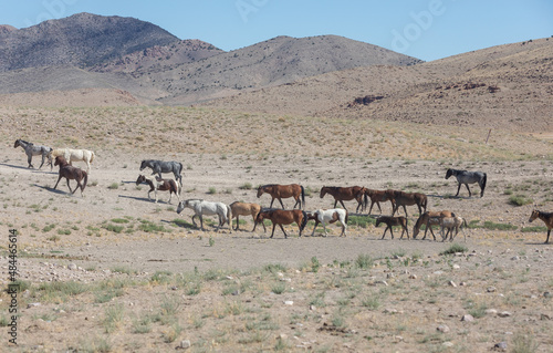 Herd of Wild Horses in the Utah Desert in Summer © natureguy