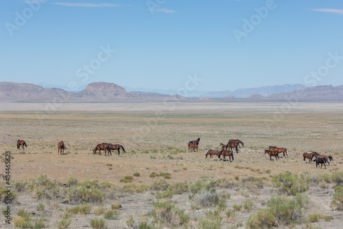 Herd of Wild Horses in the Utah Desert in Summer © natureguy