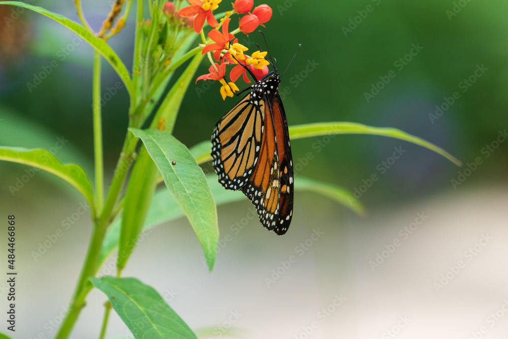 Naklejka premium The monarch butterfly (Danaus plexippus)