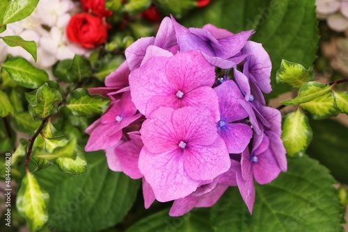 Hydrangea plant, flowers photography