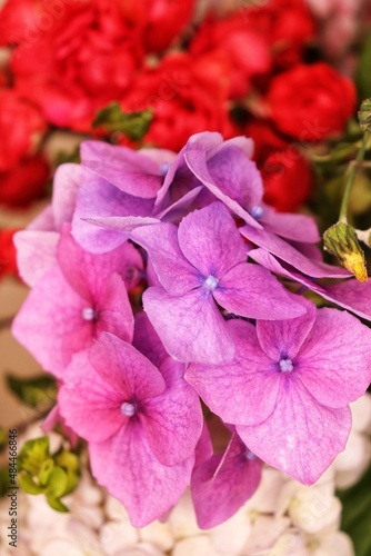 Hydrangea plant, flowers photography