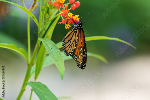 The monarch butterfly (Danaus plexippus)