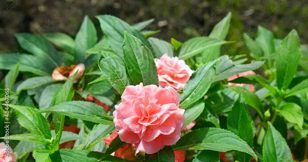 Beautiful pink Balsam flower in the garden.