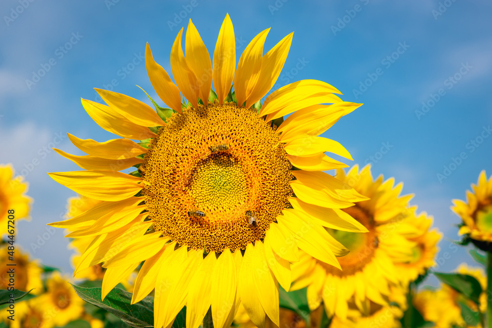 Yellow sunflower flowers. Large flowers, close-up. Yellow sunflower flowers. Large flowers, close-up.