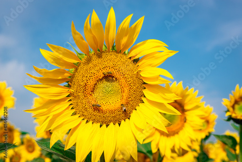 Yellow sunflower flowers. Large flowers  close-up.